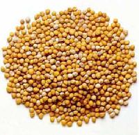 Manufacturers Exporters and Wholesale Suppliers of Mustard Seed Ahmedabad Gujarat
